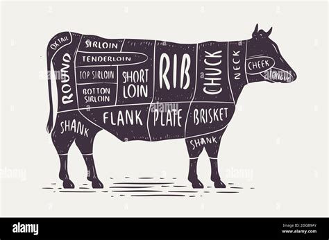 Cut Of Beef Butcher Diagram And Scheme Cow Vintage Typographic Vector Illustration Stock
