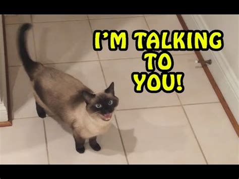 The signs and symptoms of cat anxiety can often mask other illnesses cat perches with visually stimulating views and a range of toys will all help to keep your cat busy while you're away. Feature Friday Film: Loud Mouth Cats Talking to Their ...