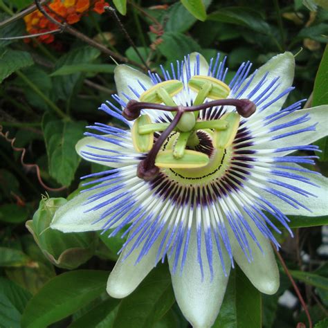 Flor De Maracujá Passion Fruit Flower Like In Christs Pa Flickr