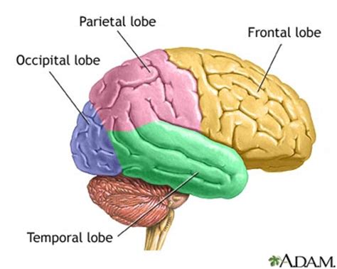 The Four Lobes Of The Brain Hubpages