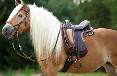 Barefoot Saddle For Short Backed Horses