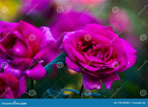 Beautiful Purple Rose Flowers Stock Image Image Of Flowers Botanic