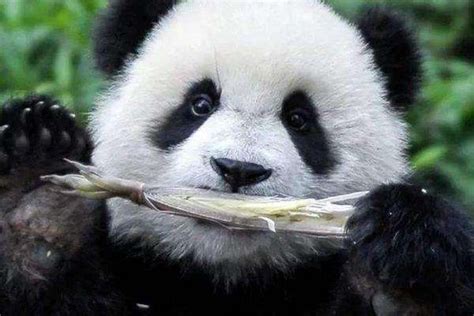 大熊猫吃什么食量大吗 农百科