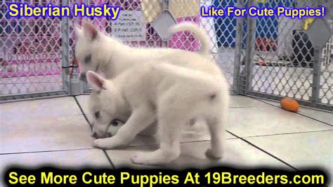 Find husky in dogs & puppies for rehoming | find dogs and puppies locally for sale or adoption in canada : Siberian Husky, Puppies, For, Sale, In, Minneapolis, Minnesota, MN, Inver Grove Heights ...