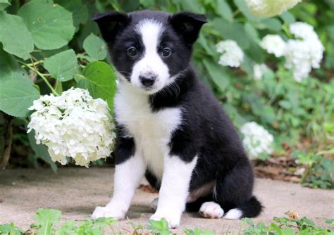 Hershey Border Collie Mix Puppy For Sale Keystone Puppies Border