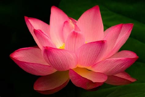 Lotus Flower History Significance And Growing Tips
