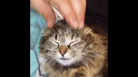 Cat Enjoy Head Massage Youtube