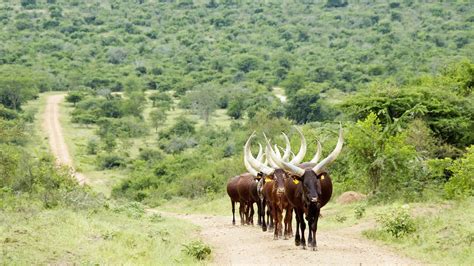 Kibale National Park Safaris Tours And Holiday Packages Discover