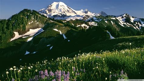 Download Field Of Wildflowers Mount Baker Snoqualmie