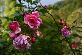 Rosen im Herbst Foto & Bild | pflanzen, pilze & flechten, blüten ...