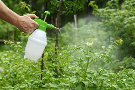 5 Natural And Diy Pesticides A Better Option For Bug Free Tamborasi