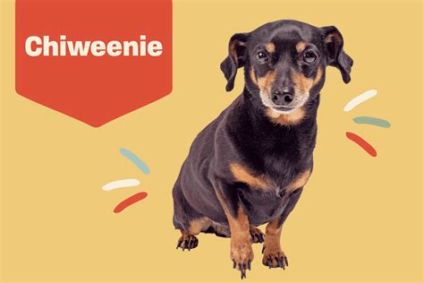 Chiweenie Dog Breed Information And Characteristics Daily Paws
