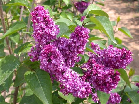 Lilac Charles Joly Syringa Vulgaris Lilac Bushes Lilac Plant