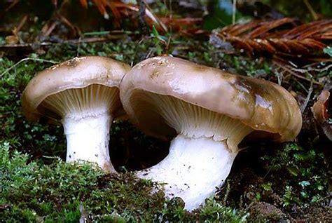 Fungi Images On The List G H