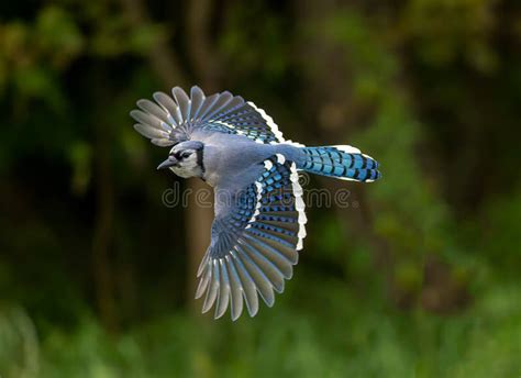 Blue Jay Bird Flying