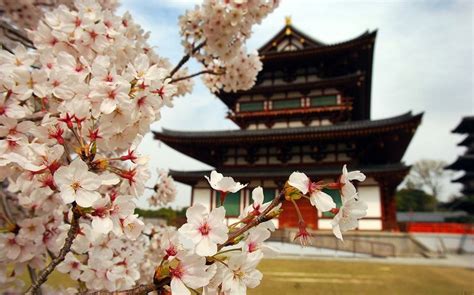 Siembra Sakura O Cerezo Japonés A Partir De Sus Semillas Plantas