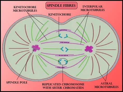 The Spindle Fibers Which Extend From Pole To Kinetochore Are A