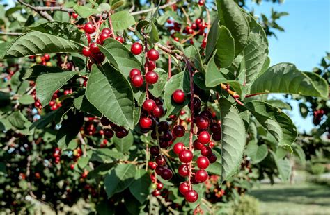 Chokecherry Description Tree Leaves Fruit Uses And Facts Britannica