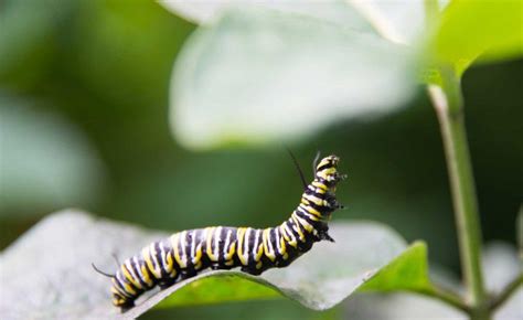 You Can Help Bring Monarchs Back From The Brink David Suzuki Foundation