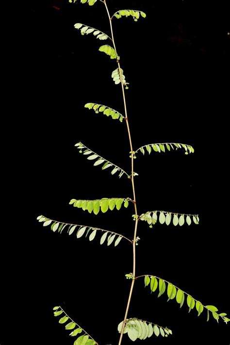 Phyllanthus Tenellus Phyllanthus Tenellus Roxb Phyllantha Flickr