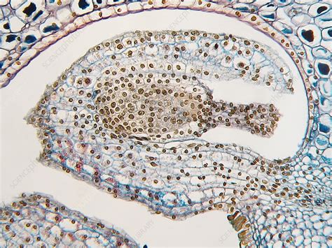 Lilium Ovule Stock Image C004 8770 Science Photo Library