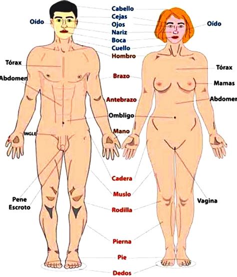 Diferencias F Sicas Entre Hombres Y Mujeres Cuerpo Humano