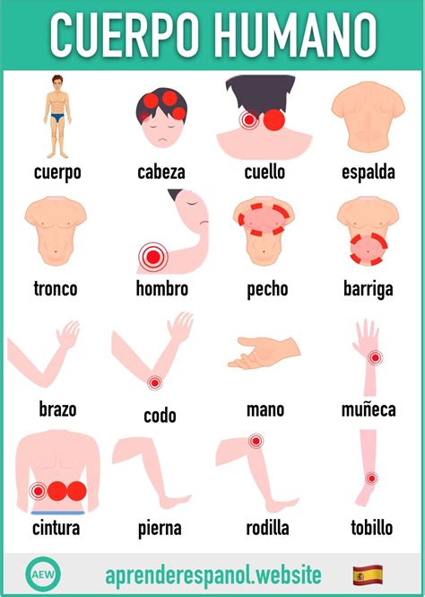 Las Partes Del Cuerpo Humano En Español Tarjetas De Vocabulario En
