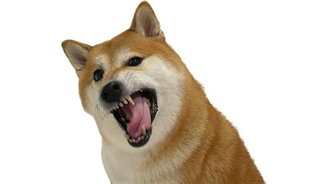 Le Angry Cheems In Full Hd Rdogelore Ironic Doge Memes Know