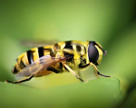 A Striped Yellow And Black Insect