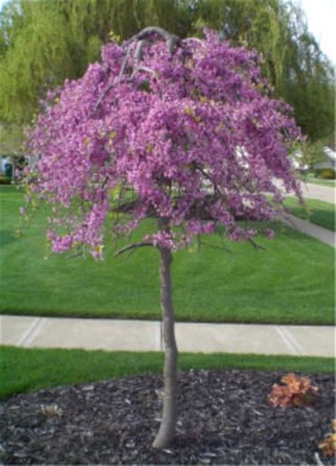 Young & mature sizes from specialist nursery with 20 yrs experience & uk wide delivery. 34 best Redbud trees images on Pinterest | Redbud trees ...
