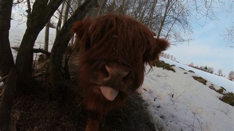 Scottish Highland Cattle In Finland Fluffy Calf Trying To Eat The