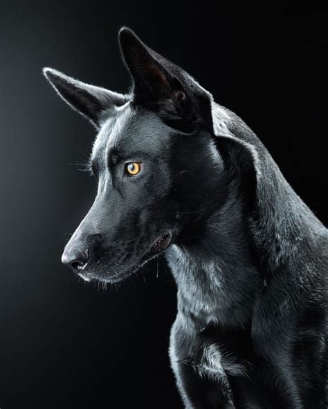 Black Dog White Dog Photography Black Dog Names