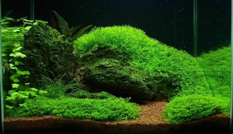 Which Moss Is Best For Aquarium Rankiing Wiki Facts Films Séries