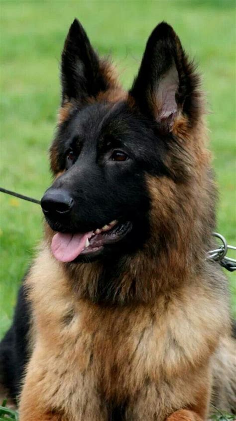 German Shepherd Dogs German Shepherd Dogs Shepherd Dog German