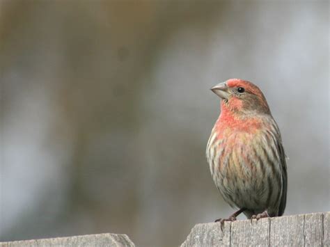 House Finch Red House Finch