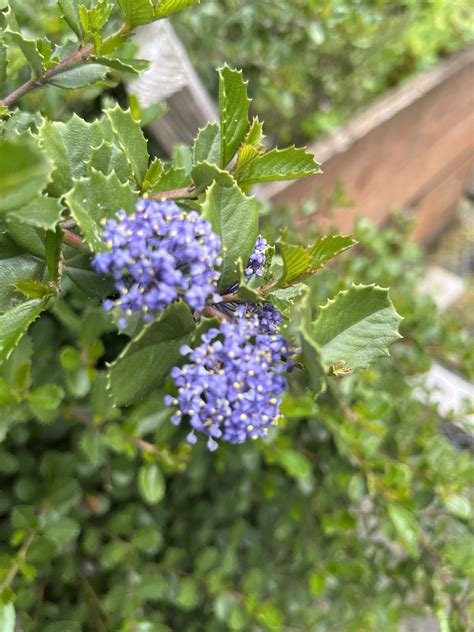 Ceanothus Gloriosus Anchor Bay Xera Plants