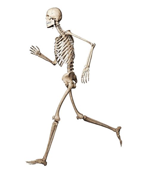 Running Skeleton Photograph By Scieproscience Photo Library Fine Art