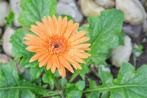 Flower Gerbera Orange With Water Drops Stock Image Image Of Close