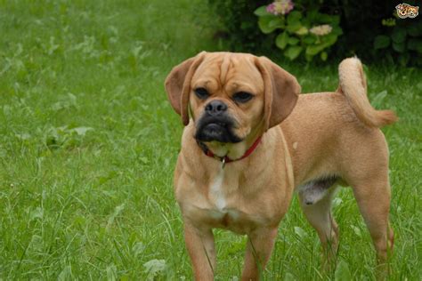 Puggle Dog Breed Information Buying Advice Photos And Facts Pets4homes