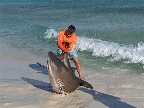 Massive Nearly 9 Foot Bull Shark Caught Released On Pensacola Beach