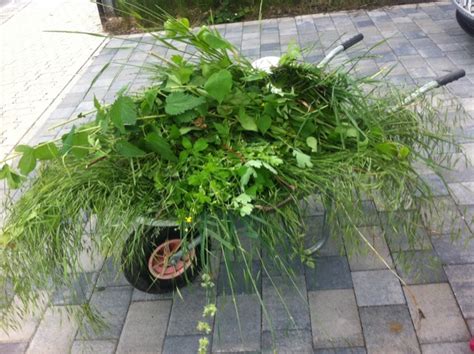 Was kann man im august pflanzen? Gartenarbeit - dem Unkraut Einhalt gebieten :-) | Hausbau Blog