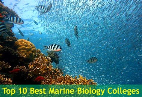 Top Marine Biology Colleges Biology College Marine Biology Fall Fishing