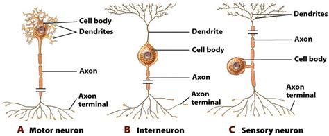 Anatomy Of Sensory Neuron Delivery Guide For Ocr Asa Level Biology B