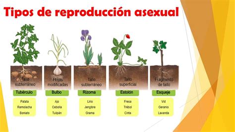 Cuales Son Las Plantas Asexuales Y Sexuales Floristería