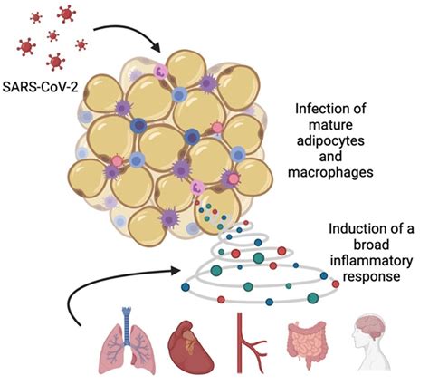 Stanford Medicine Study Sars Cov 2 Infects Fat Tissue Creates