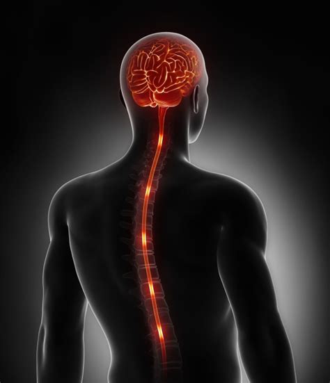 The Spine The Brain And The Central Nervous System