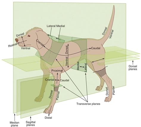 Canine Anatomy Veterian Key