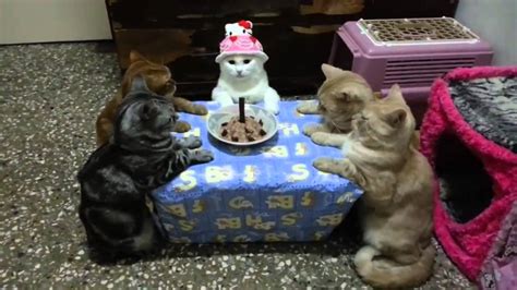 Cat Celebrates Her Birthday In Style Youtube