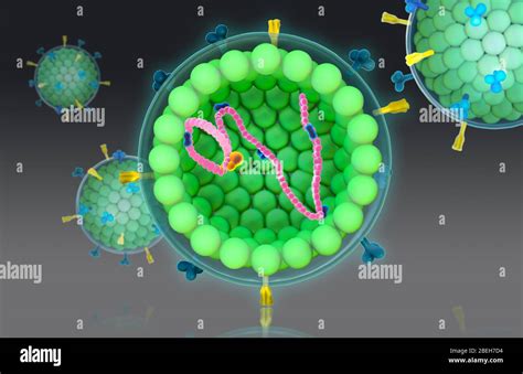 Virus Del Sarampión Ilustración Fotografía De Stock Alamy