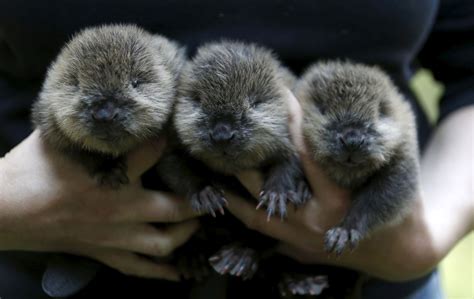 Meet 3 Adorable Baby Beavers Picture Cutest Baby Animals